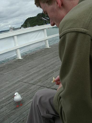 Russel gull
