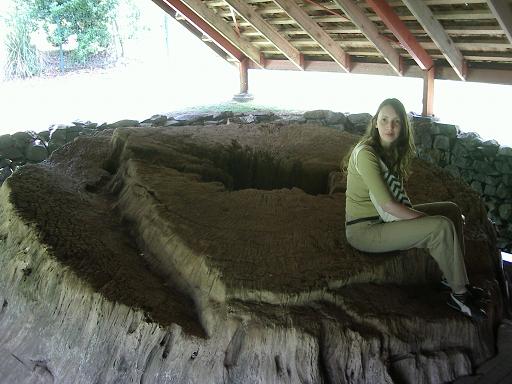 Waitangi - Waka's kauri stump
