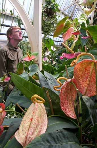 Christchurch - gardens I
