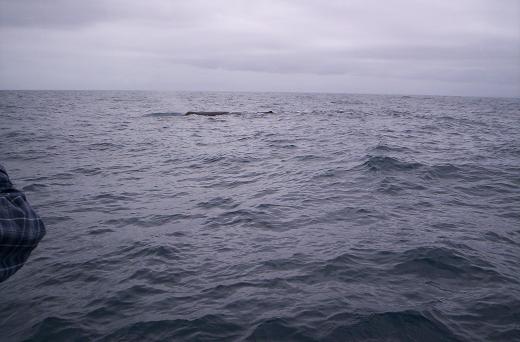 Kaikoura - watching whales (also landlubber's version, but this time unfortunately on very rocky boa
Kaikoura - watching whales (also landlubber's version, but this time unfortunately on very rocky boa
