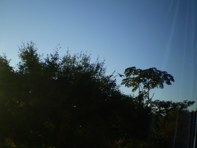 The only picture of a Toucan I managed to get...
