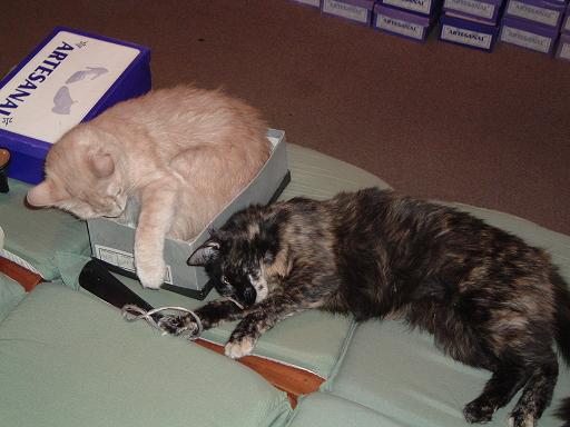 Los Gatos de Zapatos
