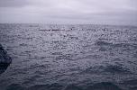 Kaikoura - watching whales (also landlubber's version, but this time unfortunately on very rocky boa

